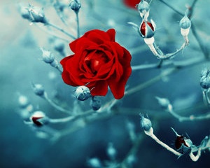 أحبك! فالمواسم قريبة أحبك! فالمواسم قريبة