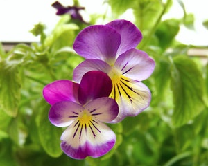 عطر البنفسج عطر البنفسج